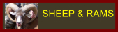 sheep ram page