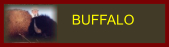 link to buffalo bison page
