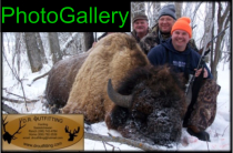 buffalo hunts
